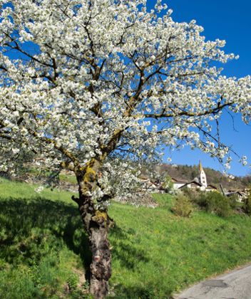 Barbianer Zwetschkenweg